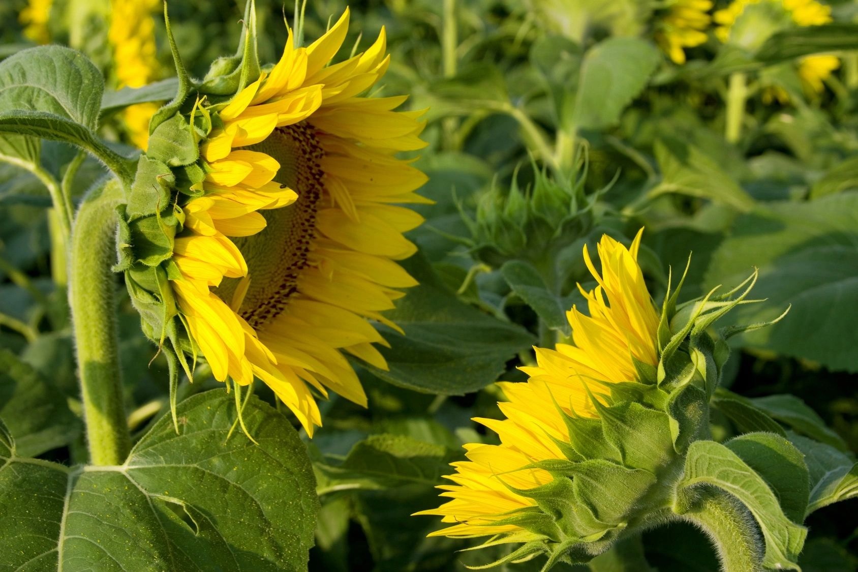 Sunflower